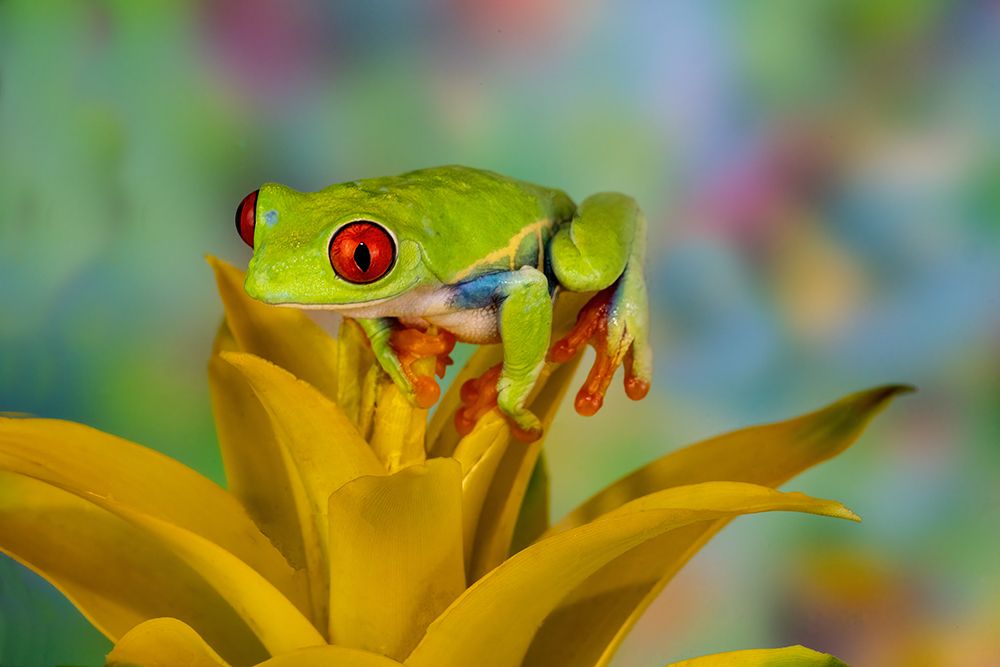 Red-eyed tree frog resting on yellow bromeliad flower plant